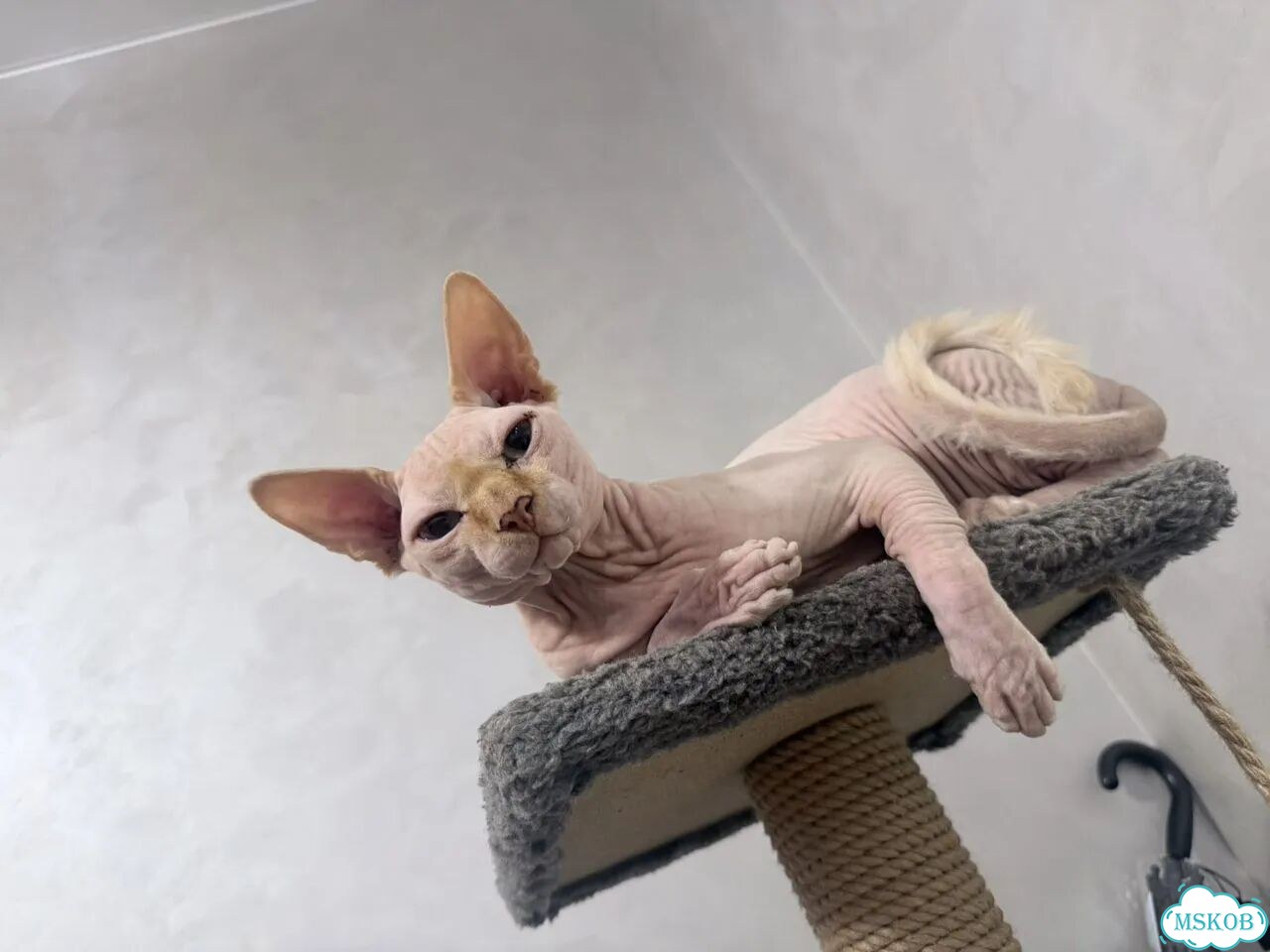 Канадский сфинкс, кот вязка фото 4