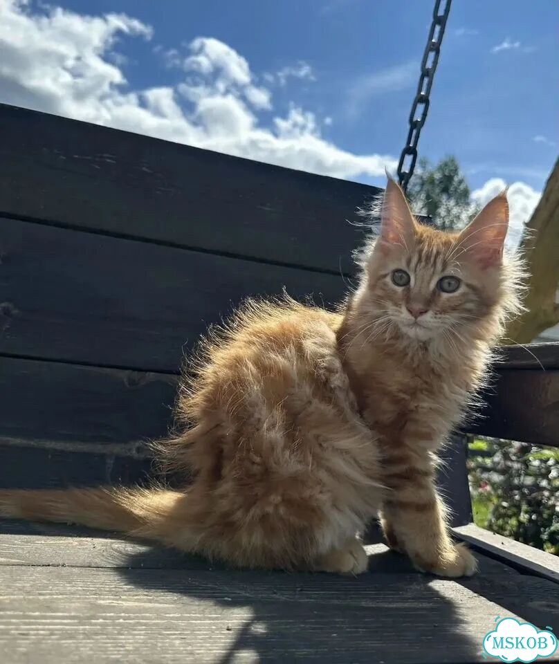 Мейн-кун котёнок фото 3