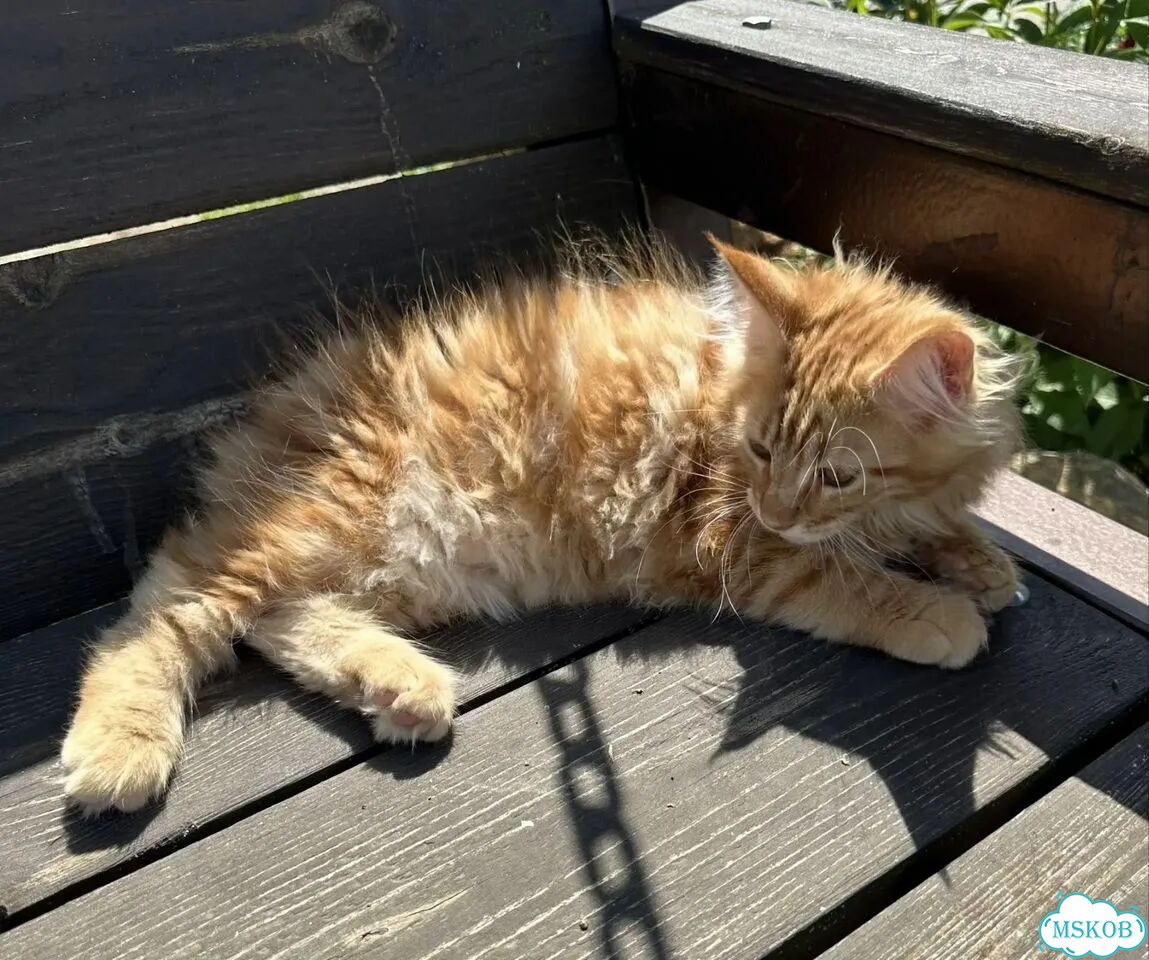 Мейн-кун котёнок фото 4