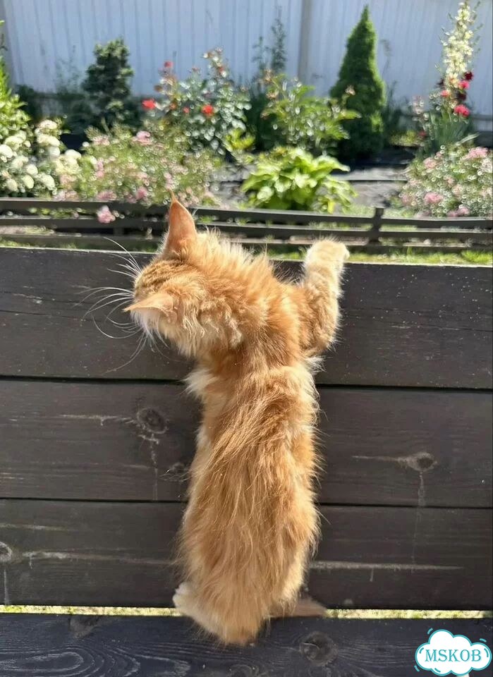 Мейн-кун котёнок фото 5