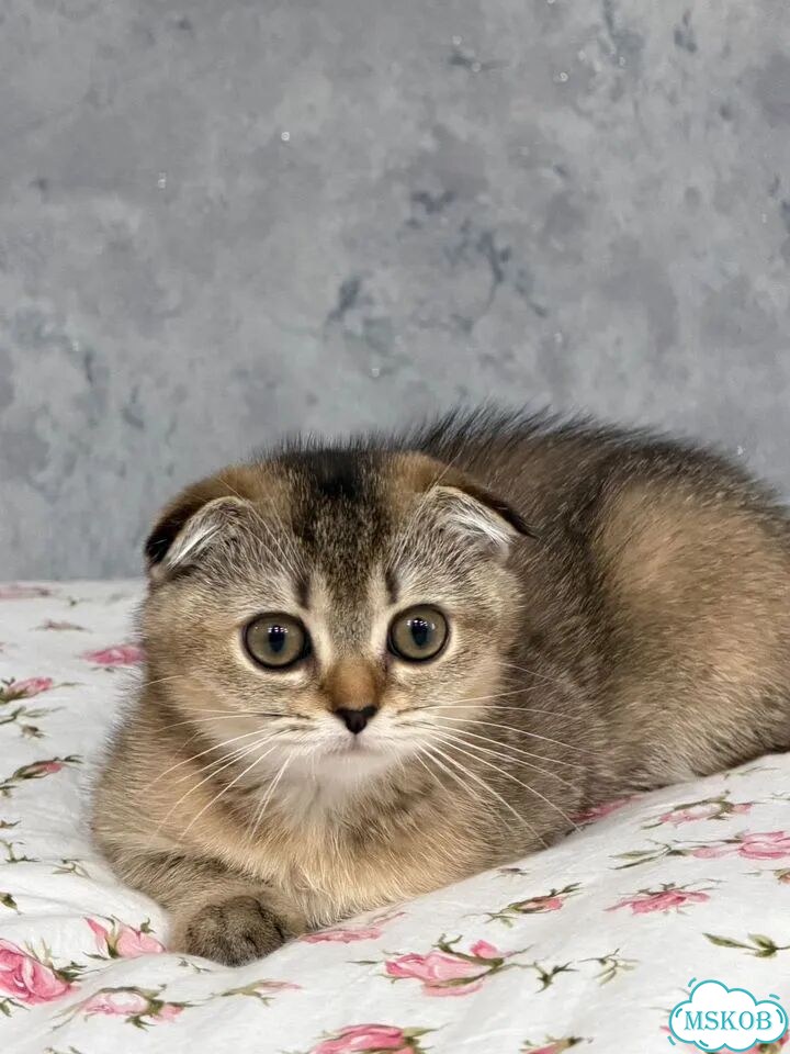 Шотландский вислоухий короткошёрстный котёнок фото 1