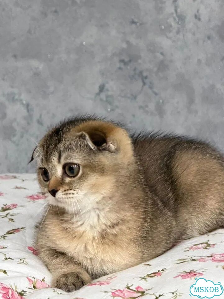 Шотландский вислоухий короткошёрстный котёнок фото 2