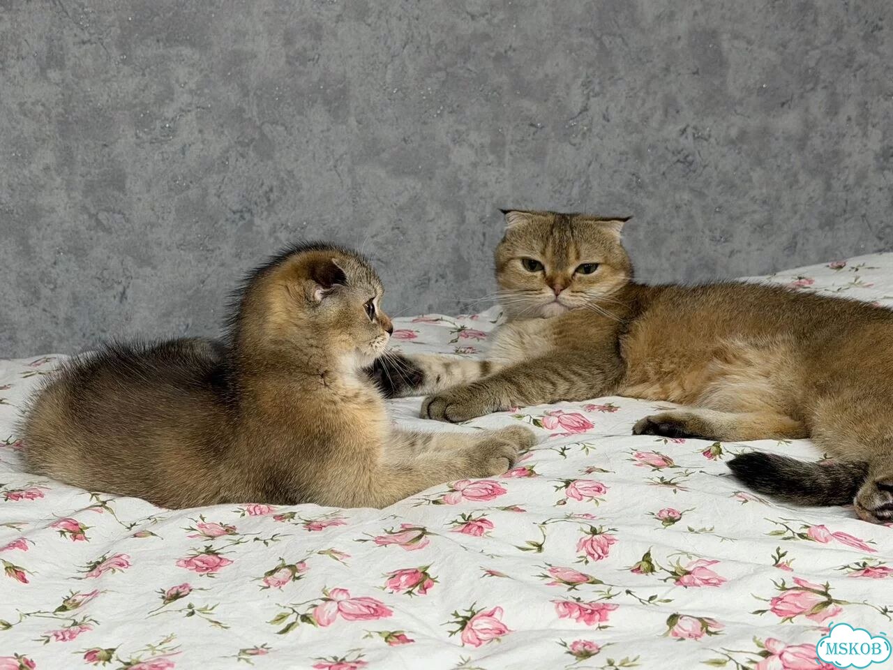 Шотландский вислоухий короткошёрстный котёнок фото 3