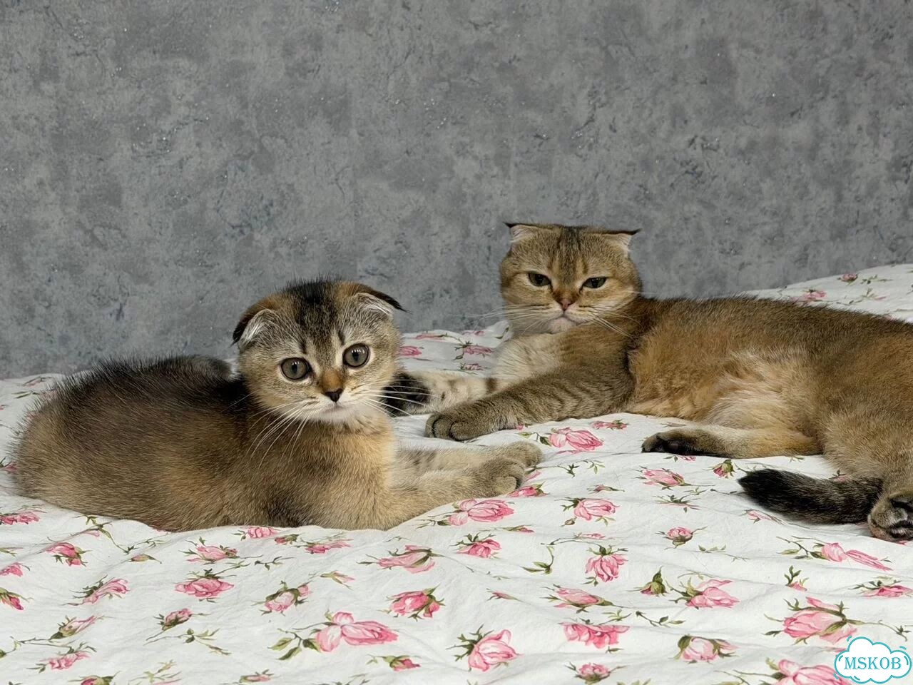Шотландский вислоухий короткошёрстный котёнок фото 4