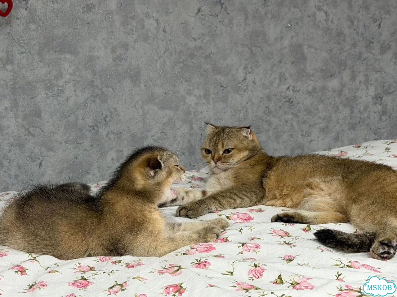 Шотландский вислоухий короткошёрстный котёнок фото 5