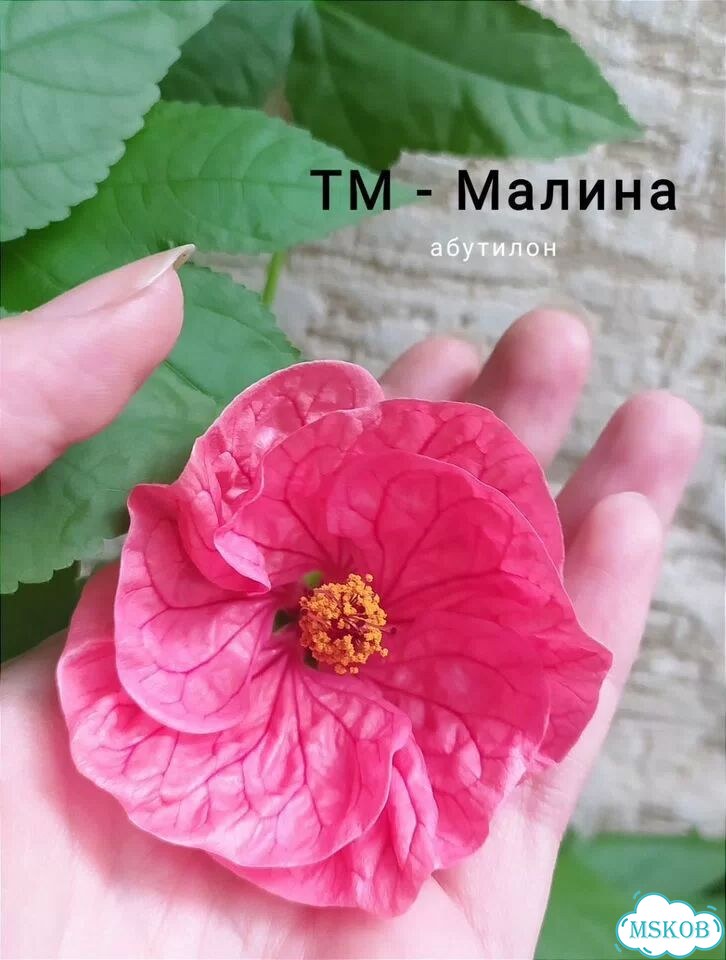 Абутилон фото 1