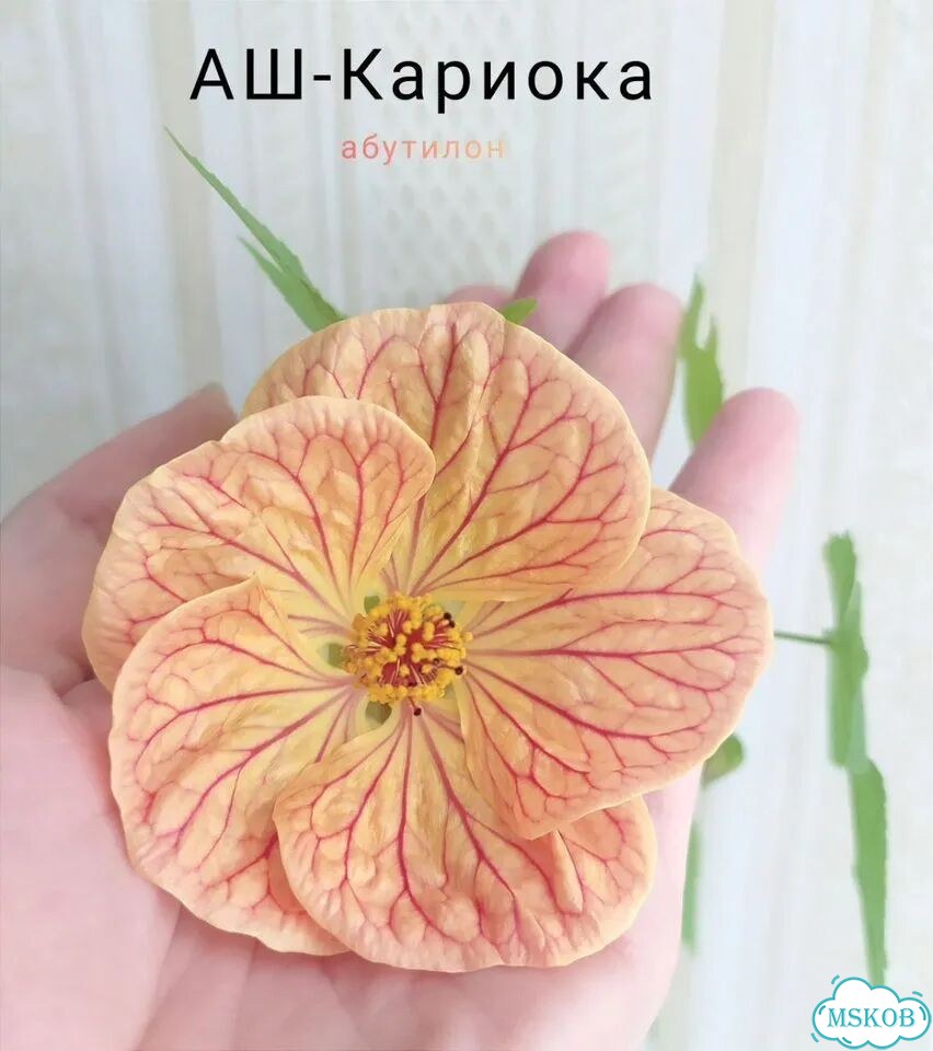 Абутилон фото 6