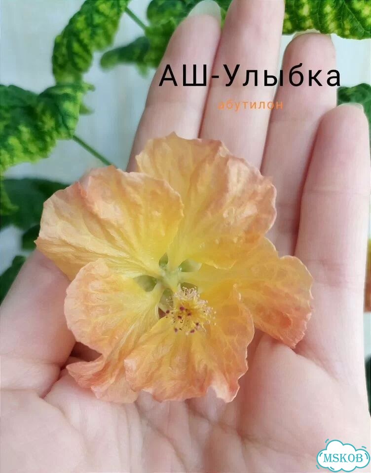 Абутилон фото 9