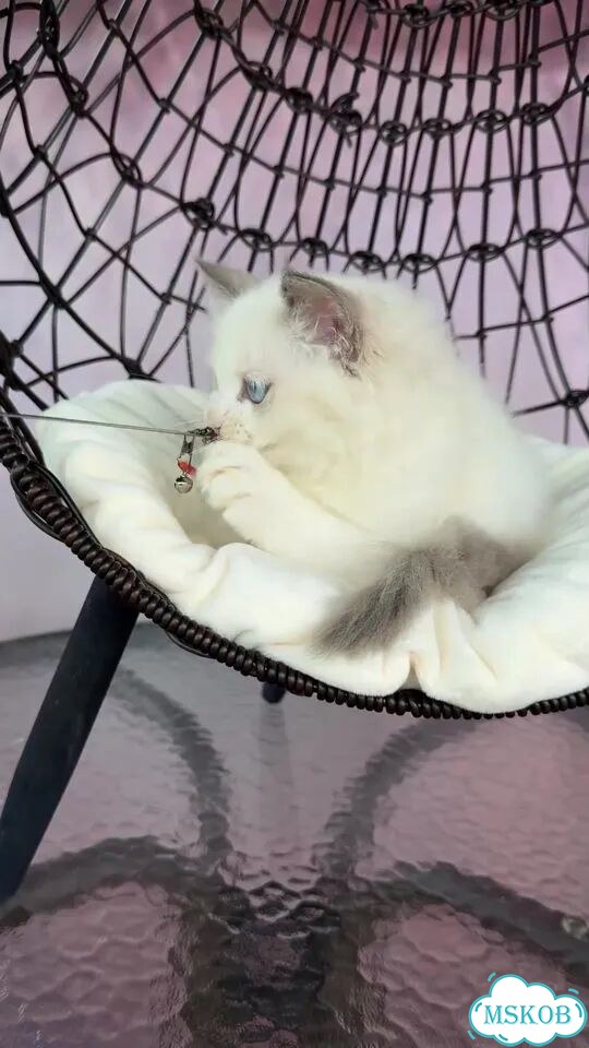 Рэгдолл котёнок фото 1