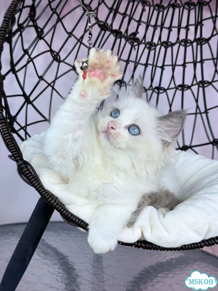 Рэгдолл котёнок фото 2
