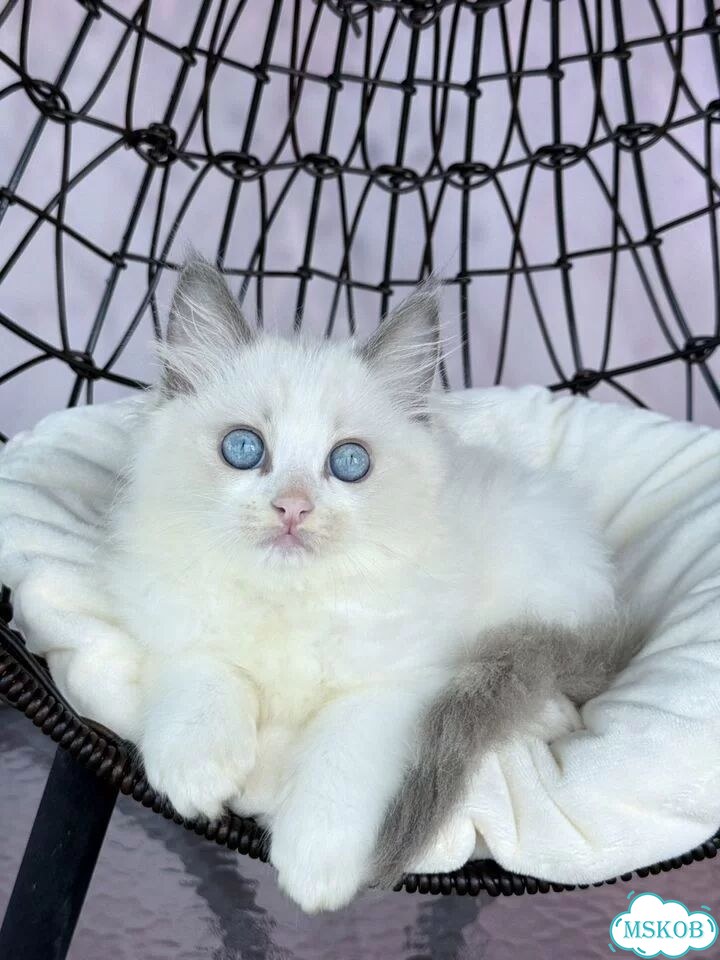 Рэгдолл котёнок фото 3