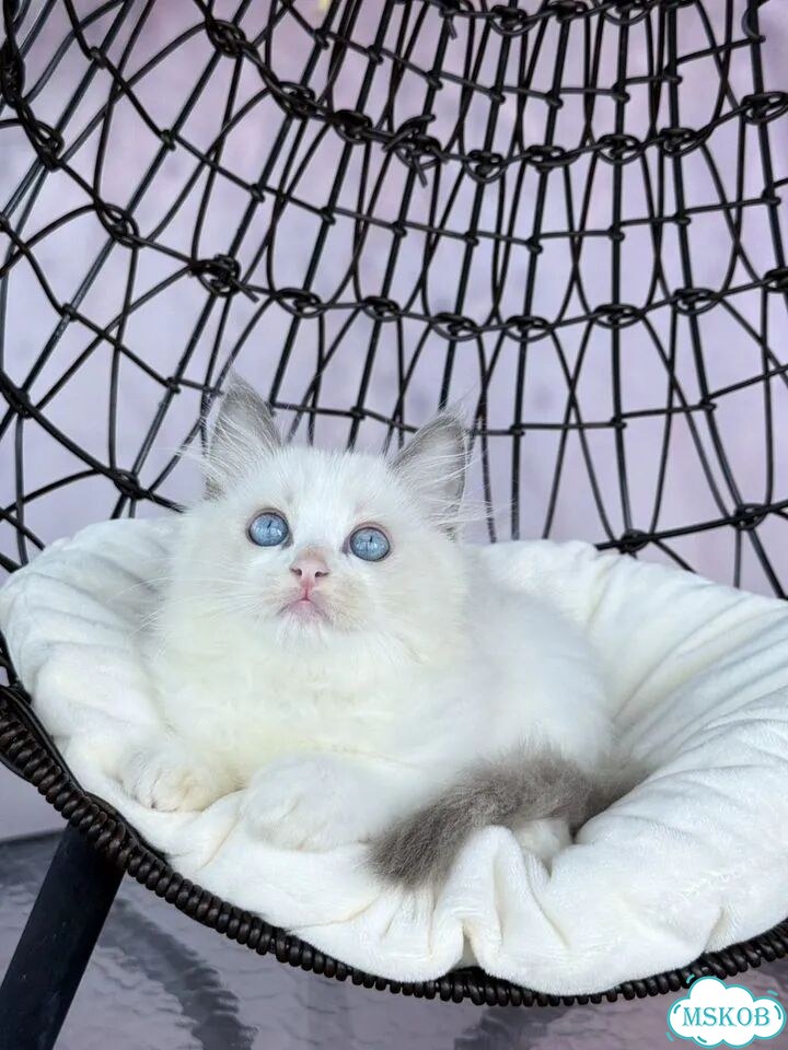 Рэгдолл котёнок фото 4
