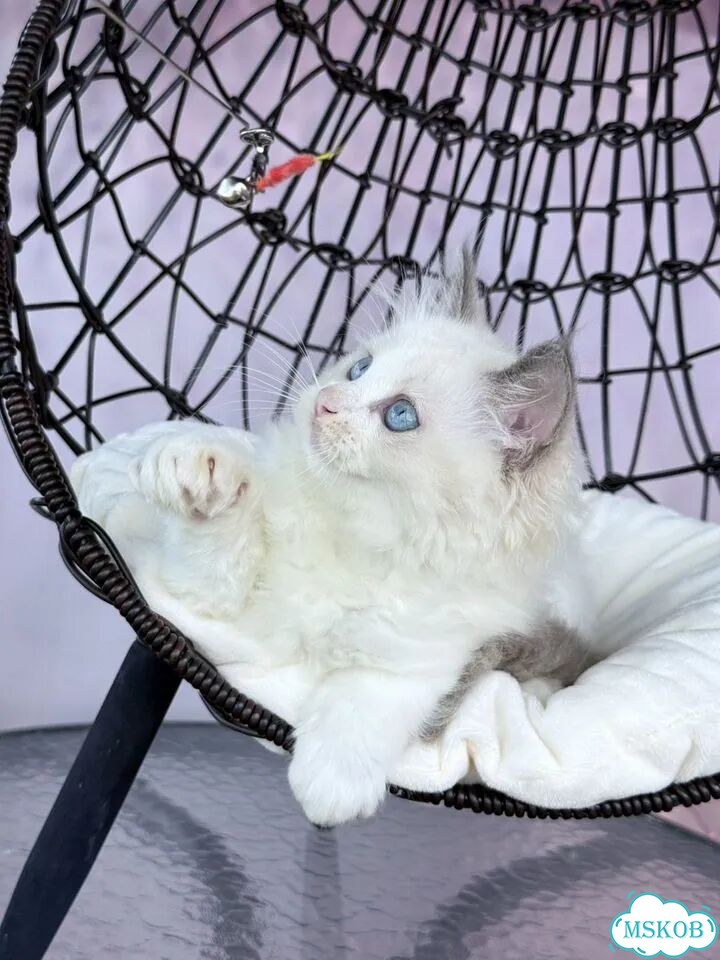 Рэгдолл котёнок фото 5