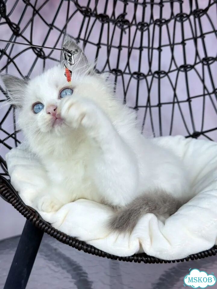Рэгдолл котёнок фото 6