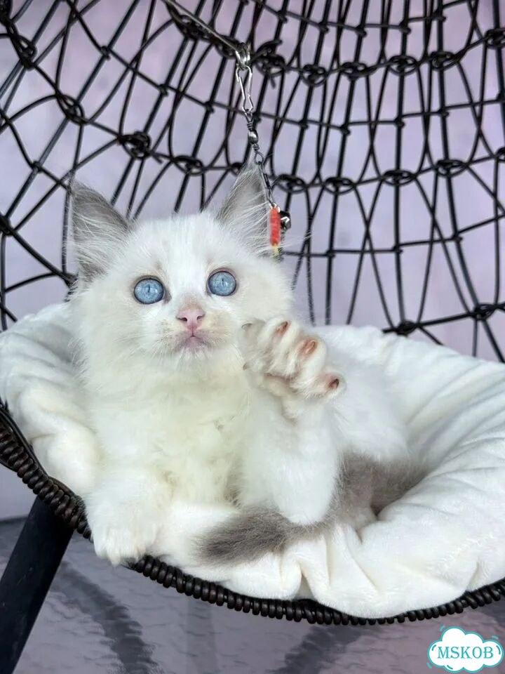 Рэгдолл котёнок фото 7
