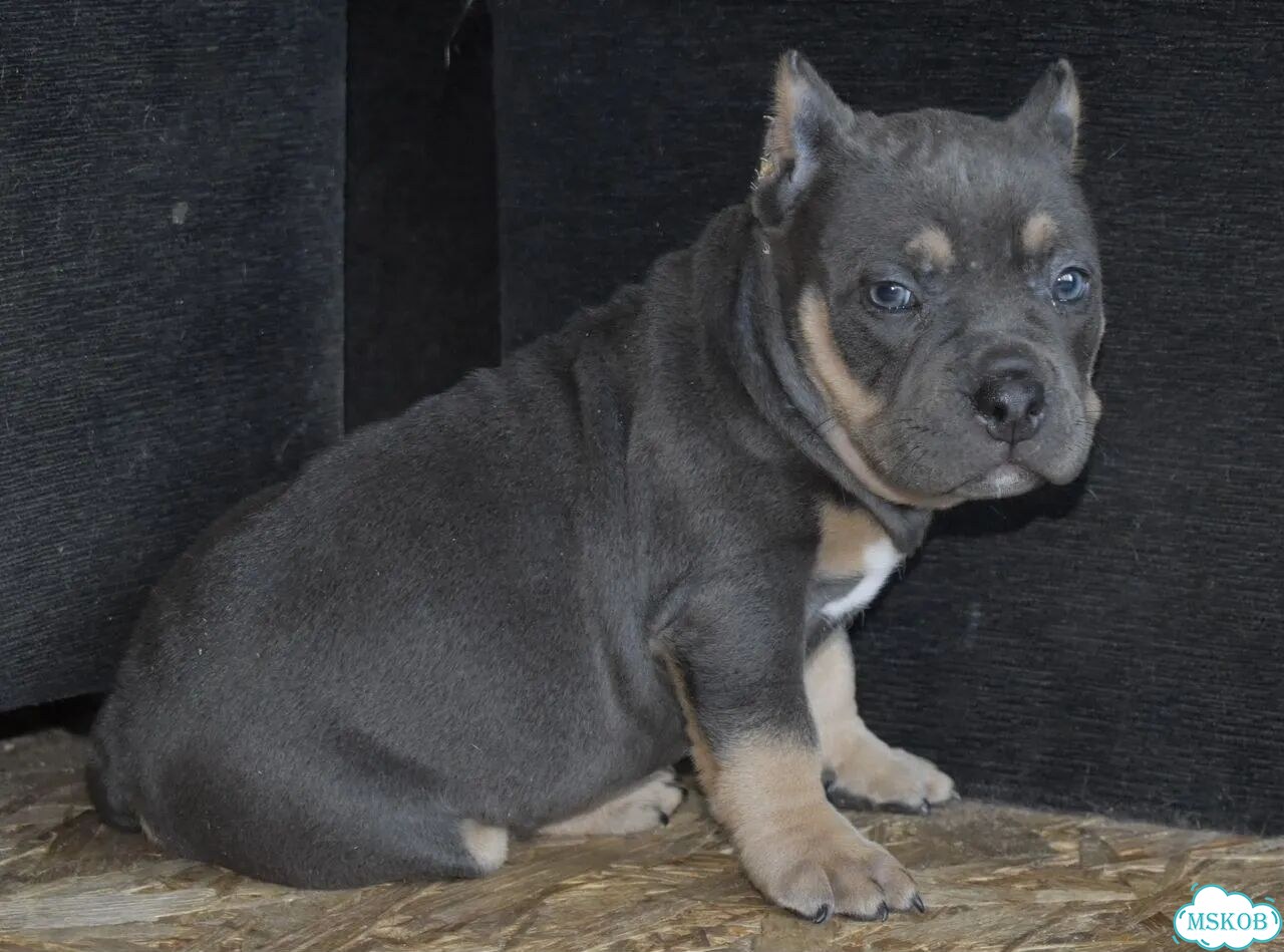 Американский булли, щенок фото 4