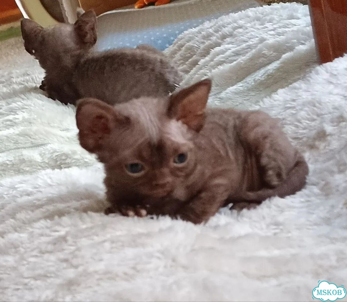 Девон-рекс котёнок фото 4
