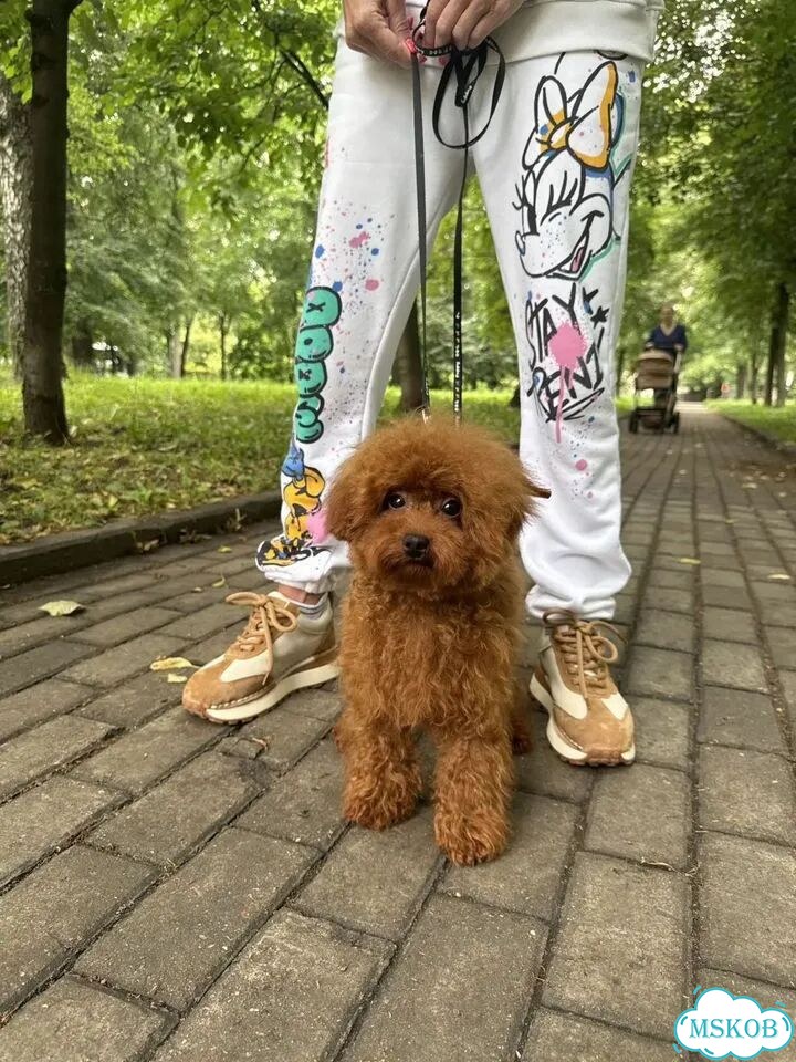 Мальтипу, взрослая собака фото 5