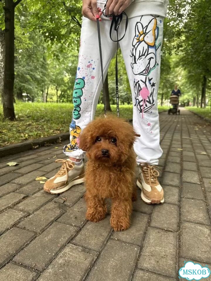 Мальтипу, взрослая собака фото 7