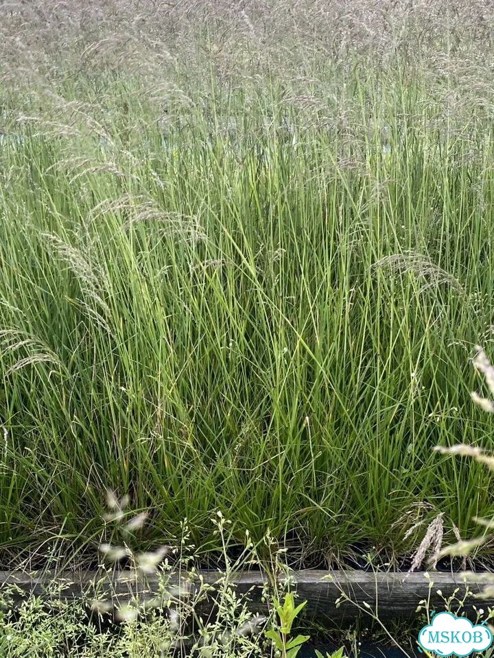 Злаки Щучка/вейник/молиния/мискантус фото 3