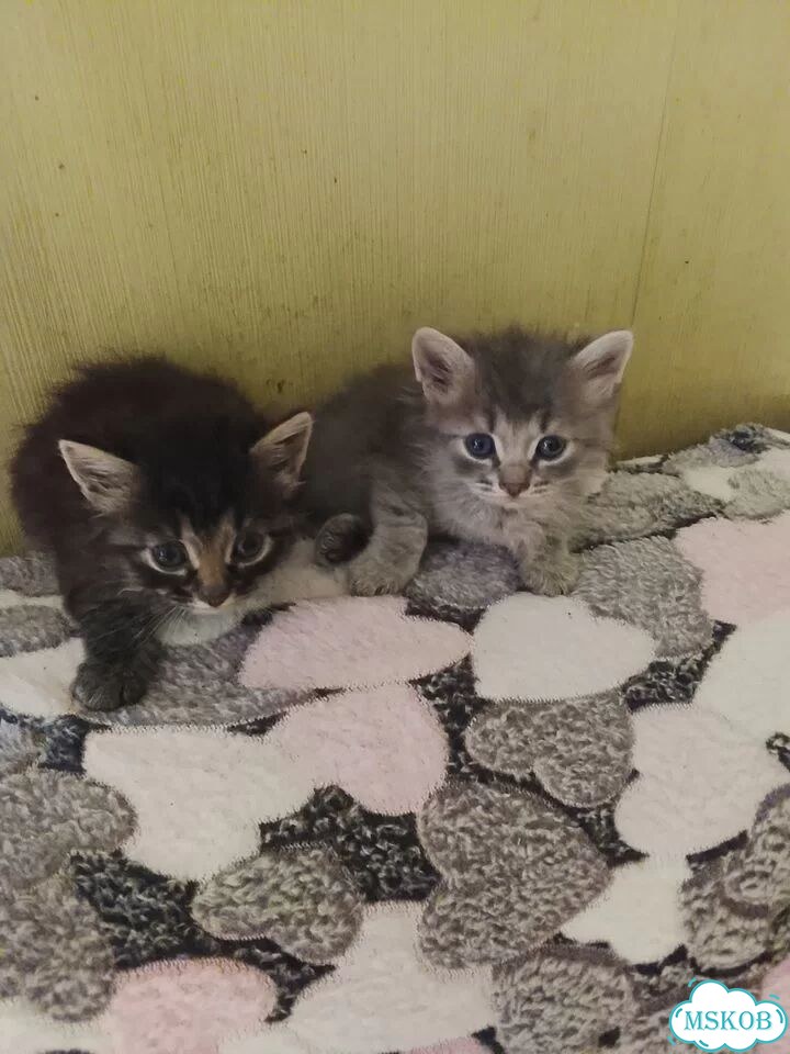 Сибирский котёнок фото 1