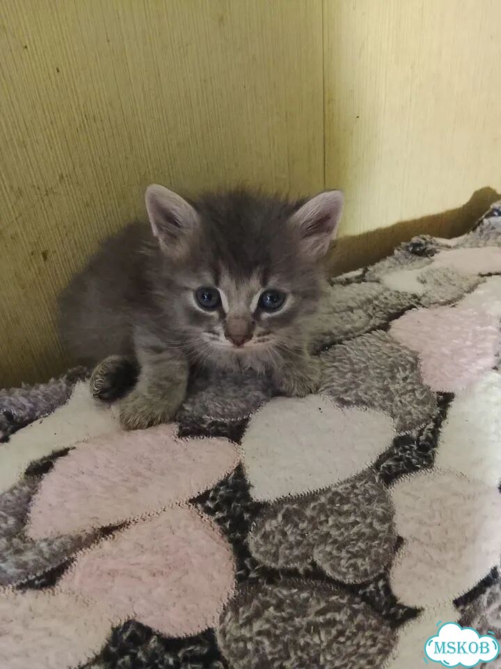 Сибирский котёнок фото 2