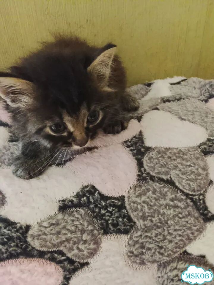 Сибирский котёнок фото 3