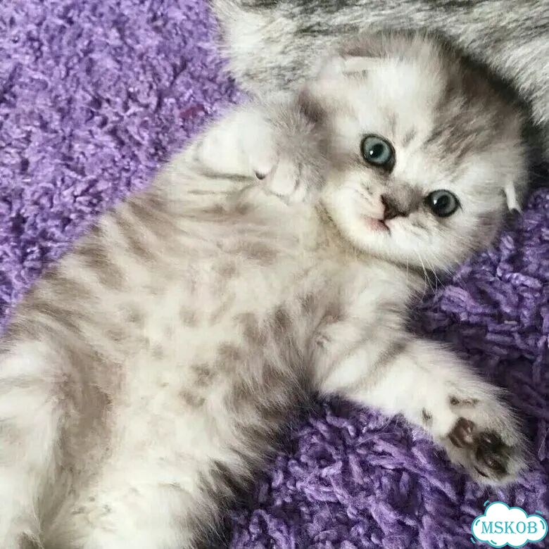 Шотландский вислоухий короткошёрстный котёнок фото 1