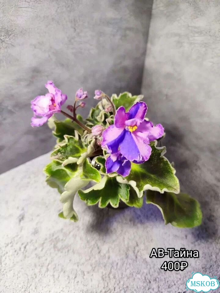 Сортовые цаетущие фиалки фото 3