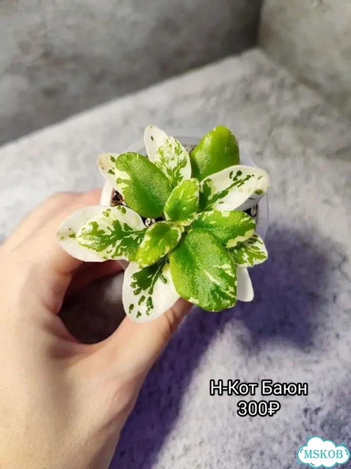 Сортовые цаетущие фиалки фото 7