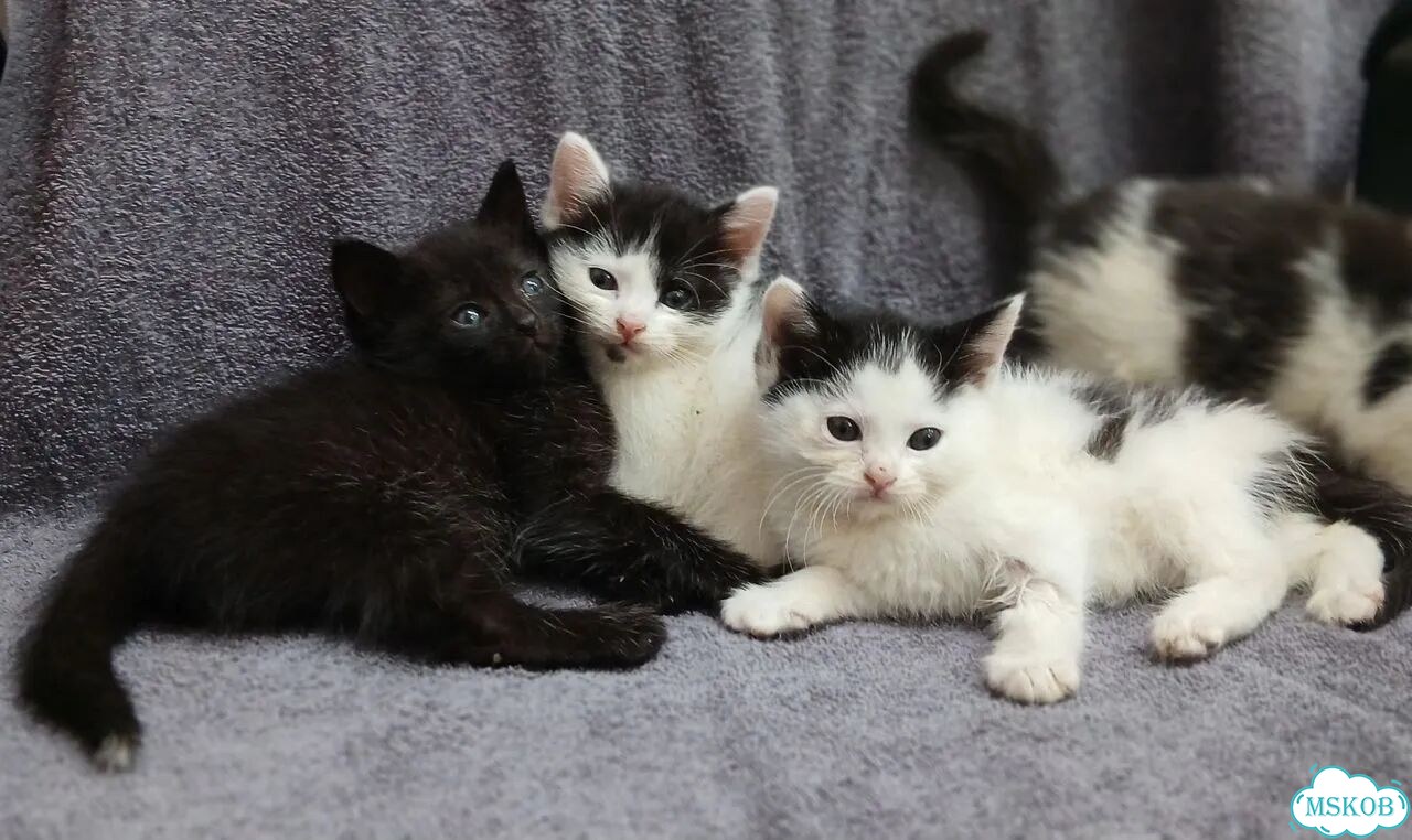 Европейский короткошёрстный котёнок фото 7
