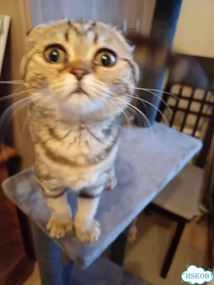 Шотландский вислоухий короткошёрстный котёнок фото 1