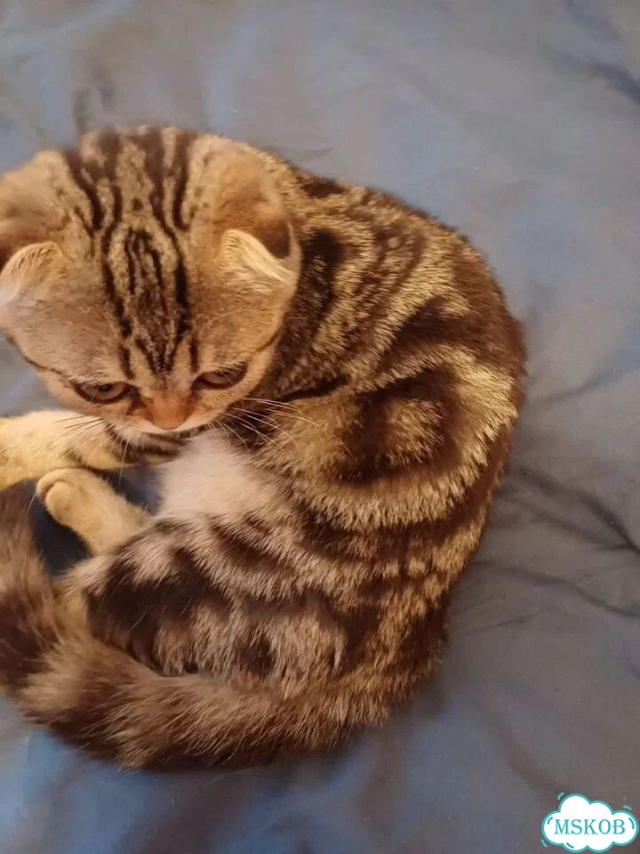 Шотландский вислоухий короткошёрстный котёнок фото 2