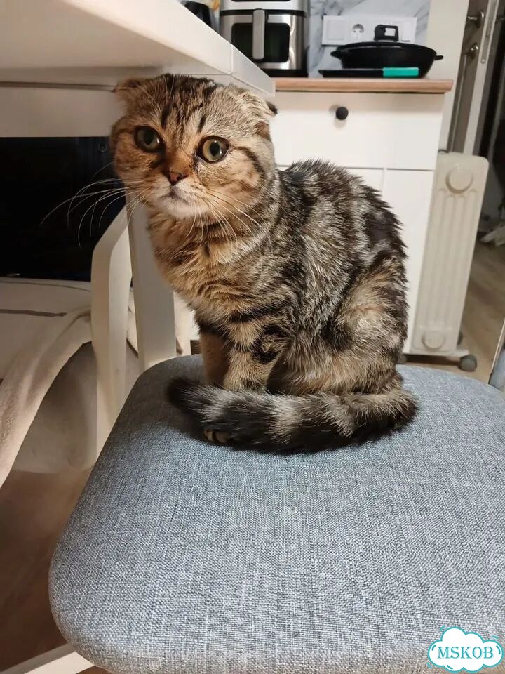 Шотландский вислоухий короткошёрстный котёнок фото 3