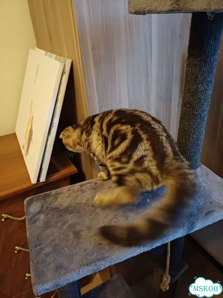 Шотландский вислоухий короткошёрстный котёнок фото 6