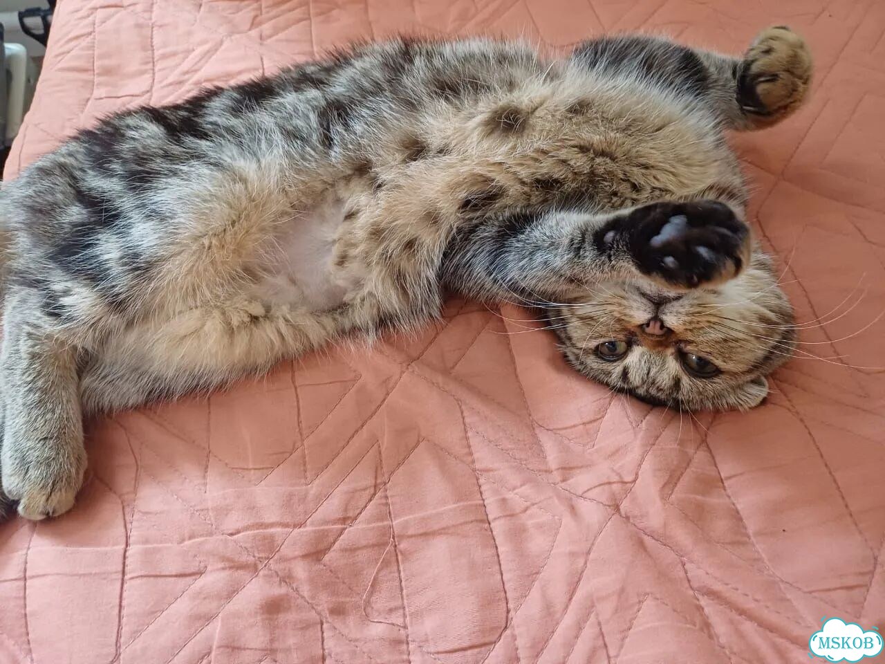 Шотландский вислоухий короткошёрстный котёнок фото 7