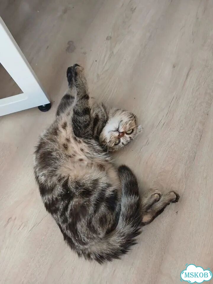 Шотландский вислоухий короткошёрстный котёнок фото 8