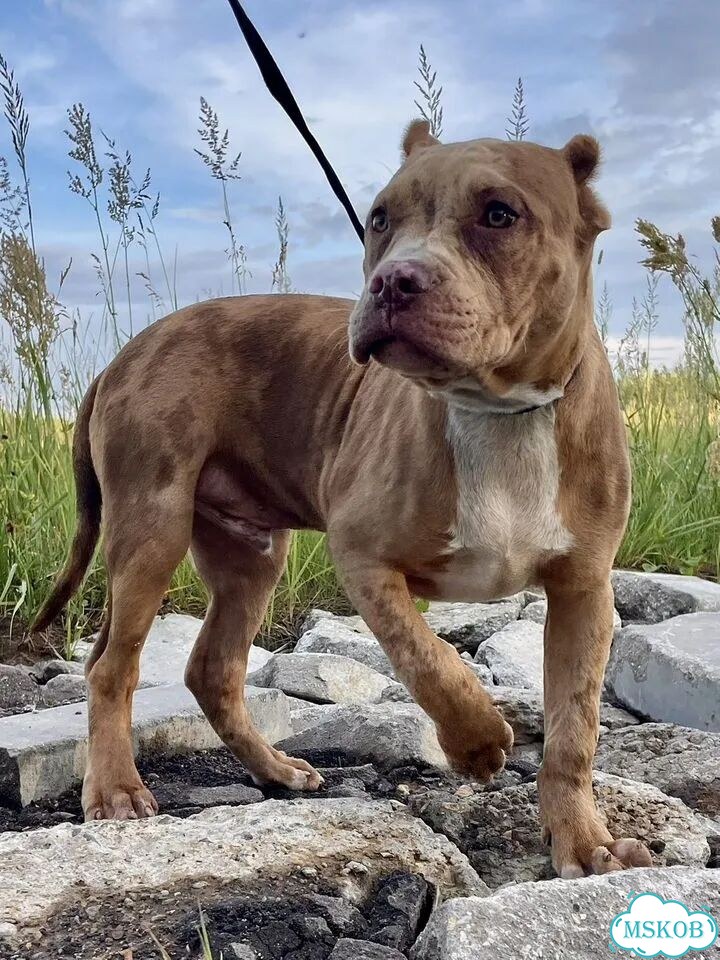 Американский булли, щенок фото 8
