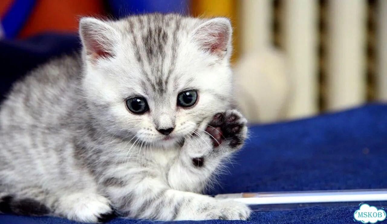 Орхидея фаленопсис розово - вишнёвый 389573 фото 1