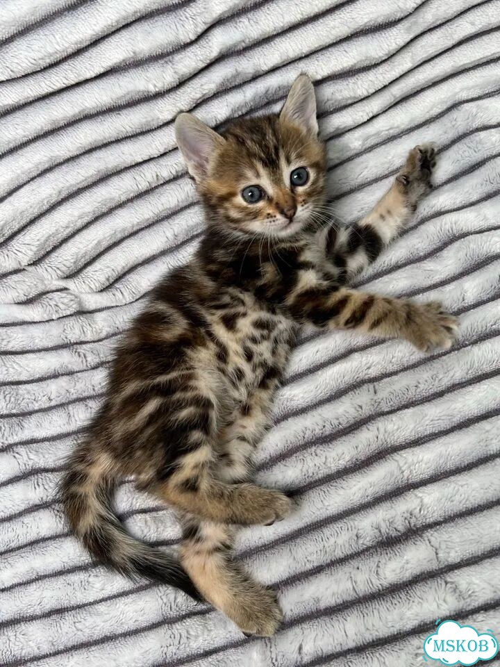 Котёнок в добрые руки фото 1