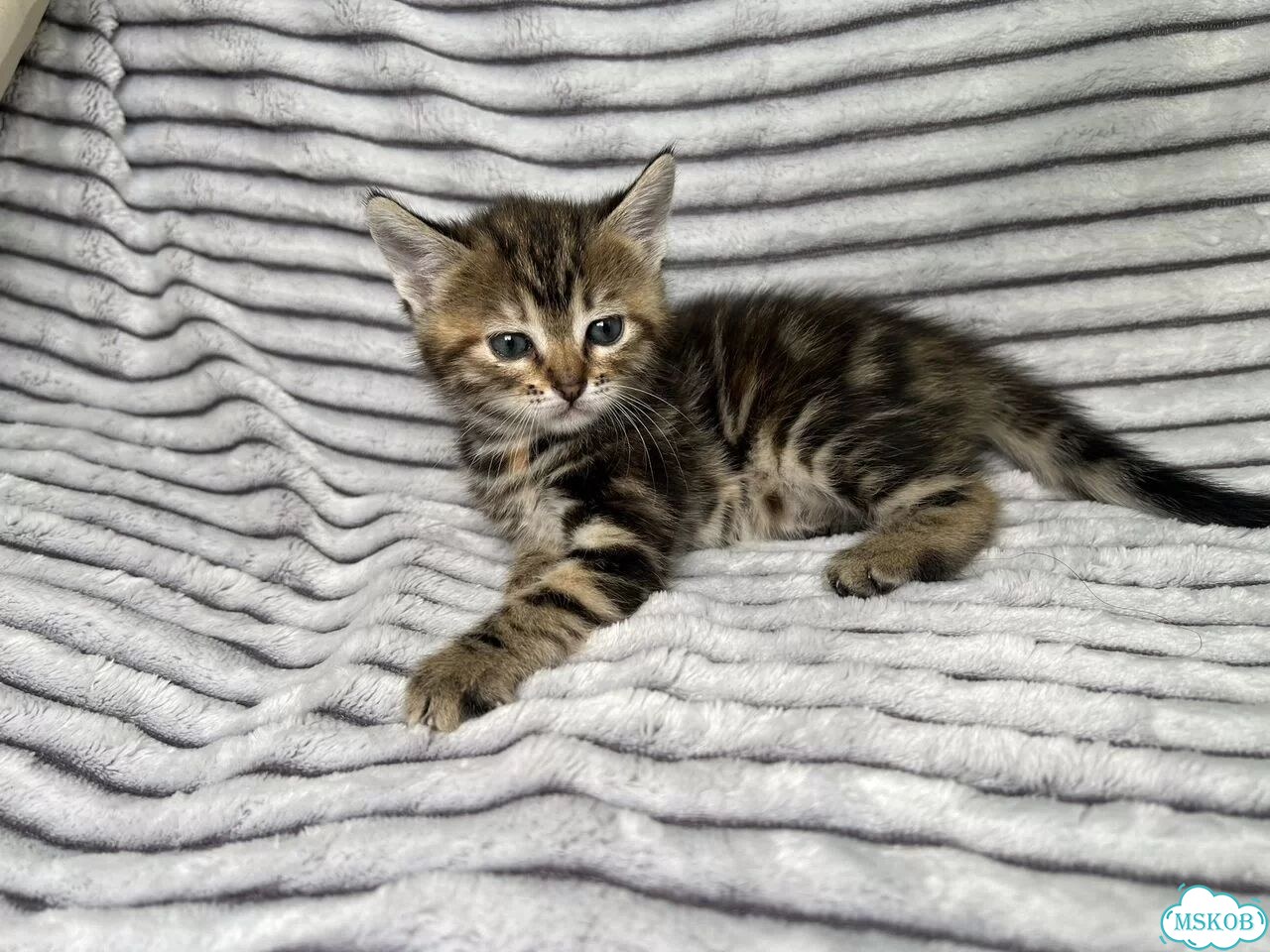 Котёнок в добрые руки фото 10