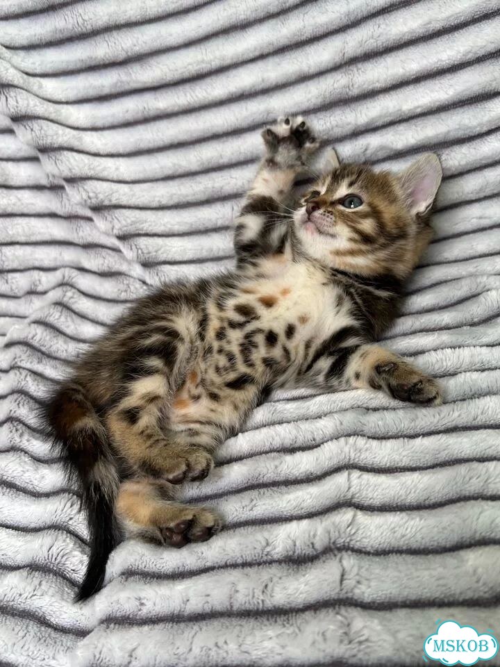 Котёнок в добрые руки фото 3