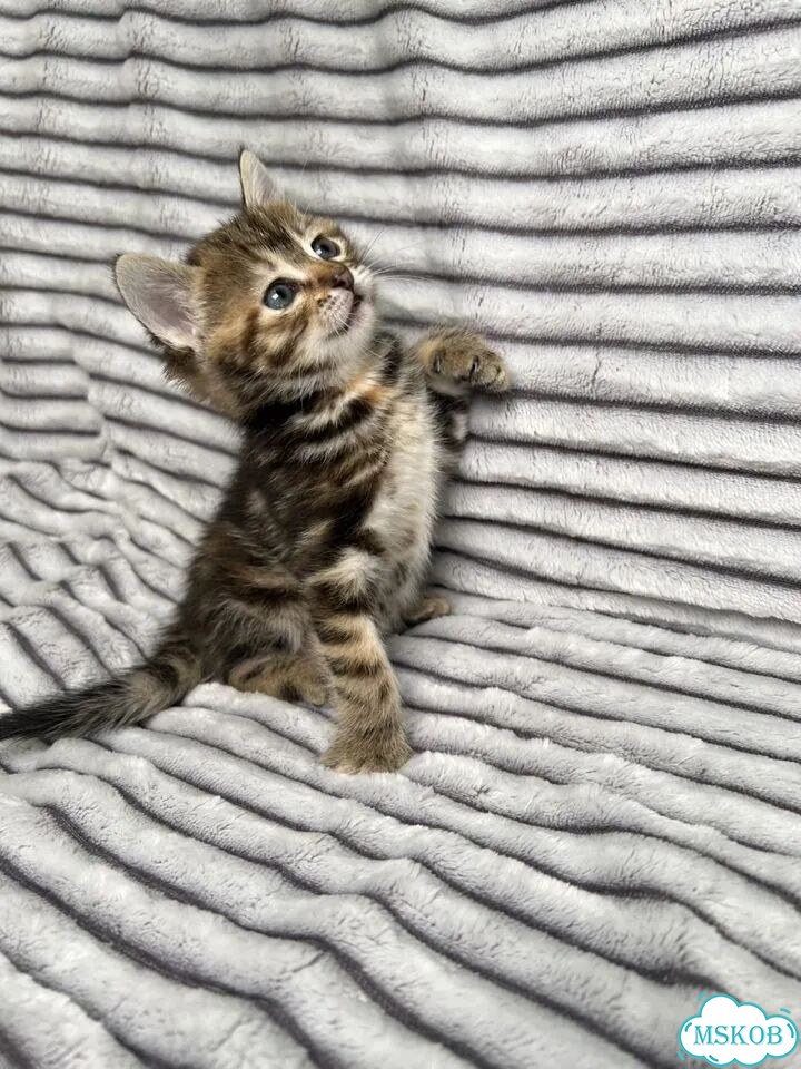 Котёнок в добрые руки фото 4