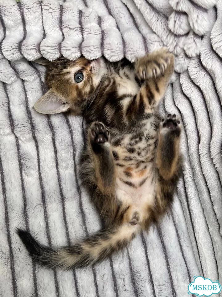 Котёнок в добрые руки фото 5