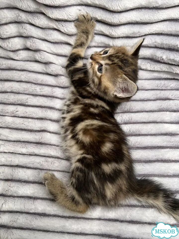Котёнок в добрые руки фото 6