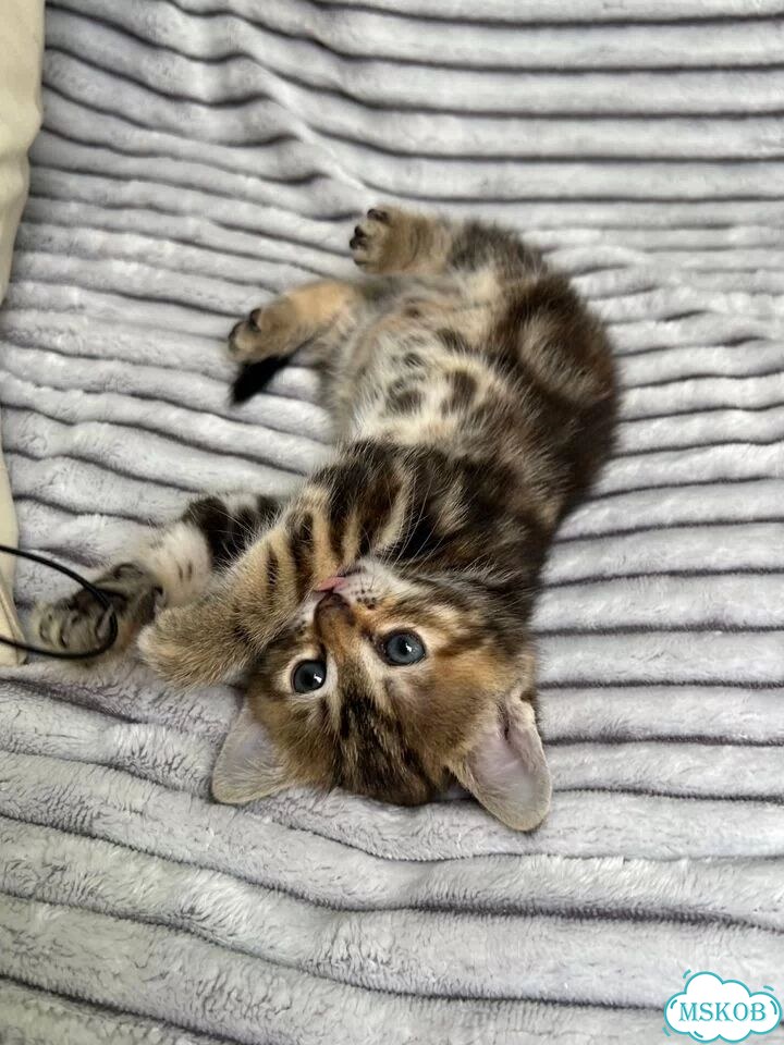 Котёнок в добрые руки фото 7