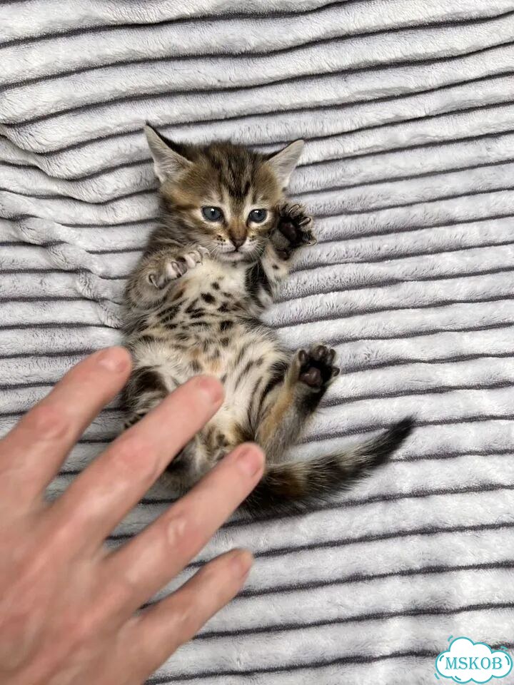 Котёнок в добрые руки фото 8