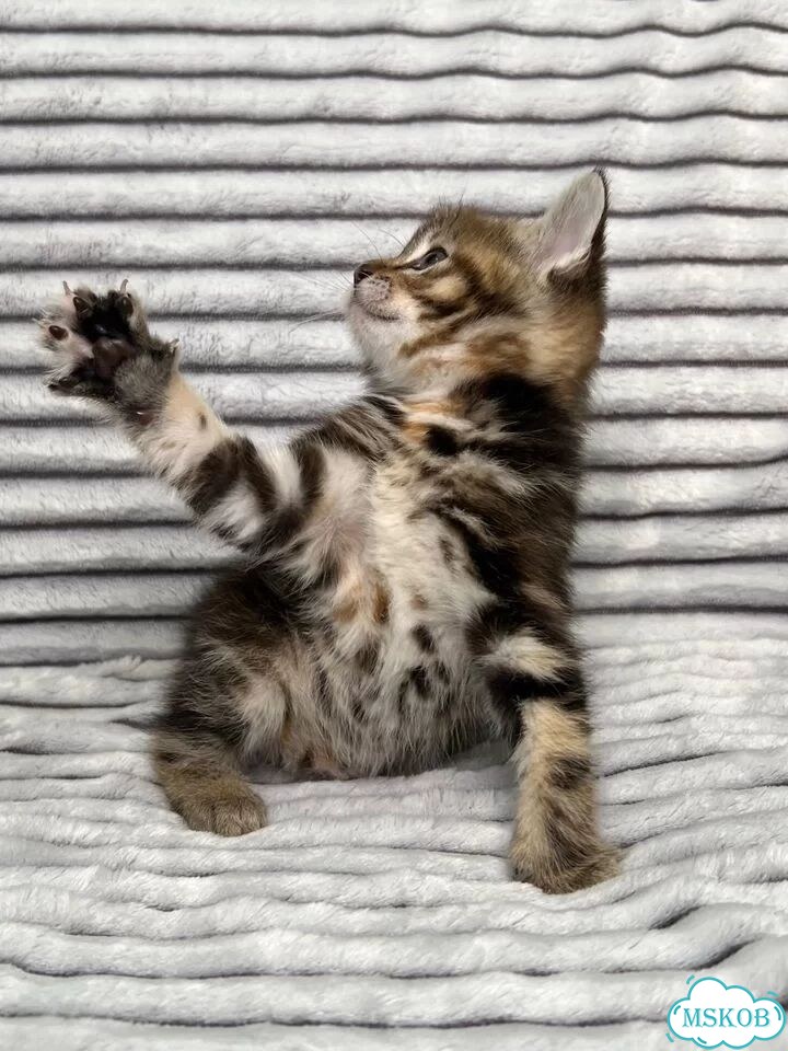 Котёнок в добрые руки фото 9