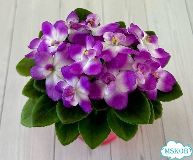 Фиалка Северный рододендрон фото 4