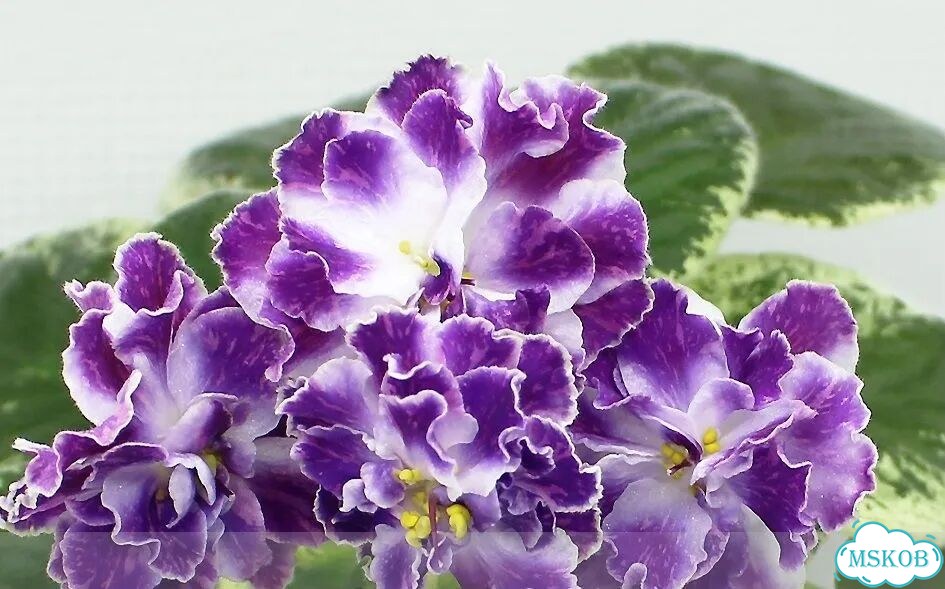 Фиалка Северный рододендрон фото 5